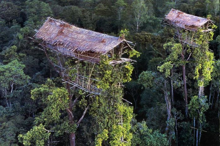 Rumah Tinggi Suku Korowai