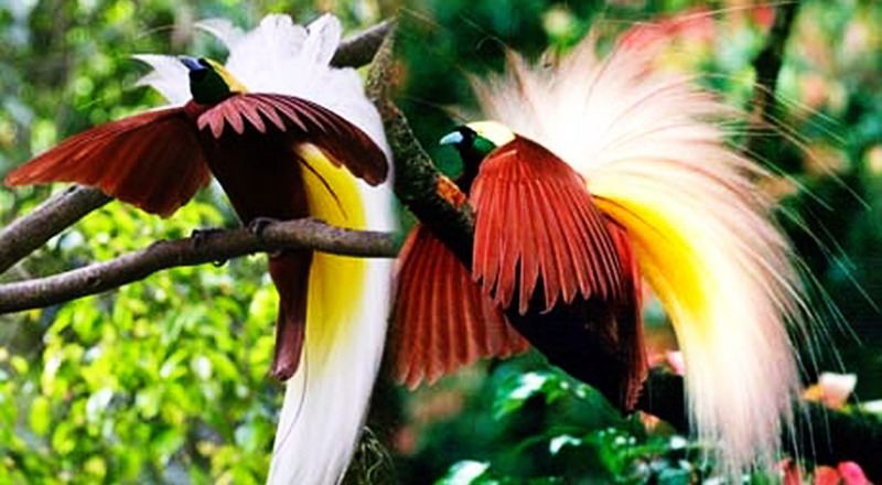 cenderawasih merah papua raja ampat