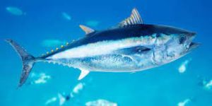 Mencicipi Kelezatan Ikan Segar di Raja Ampat
