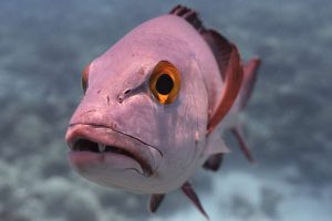 Mencicipi Kelezatan Ikan Segar di Raja Ampat