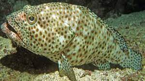 Mencicipi Kelezatan Ikan Segar di Raja Ampat