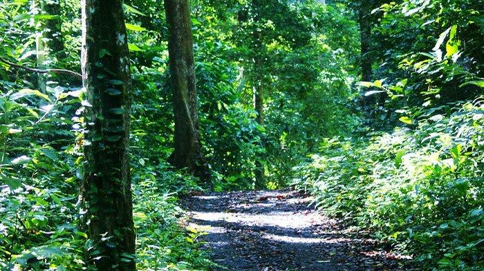Mengunjungi Ekosistem Taman Wisata Alam Mangrove Manokwari
