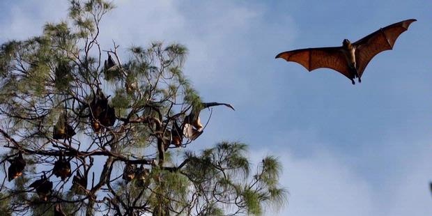 Paket Trip Raja Ampat 5 Hari 4 Malam