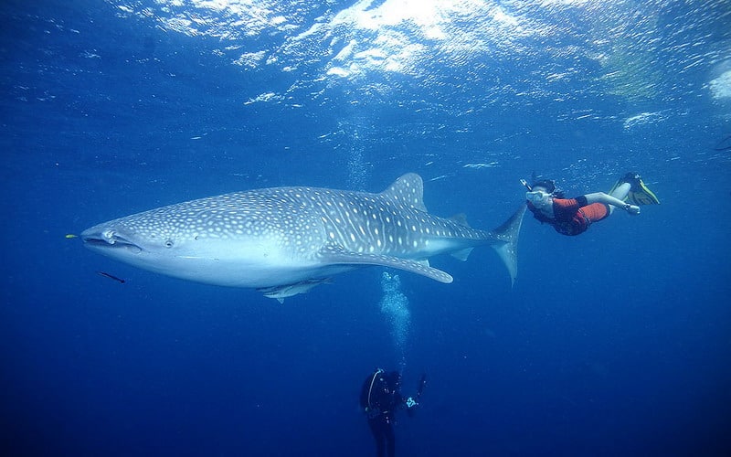 Taman Nasional Teluk Cenderawashi
