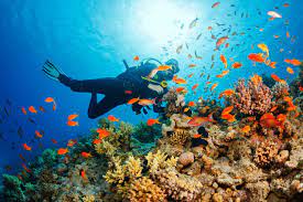5 Tips Diving Agar Tetap Aman Di Waigeo Raja Ampat