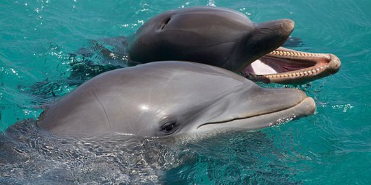 9 Tips Bertemu Lumba - Lumba Di Raja Ampat