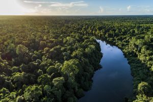 Hutan Papua, Hutan Terbesar Yang Ada Di Indonesia