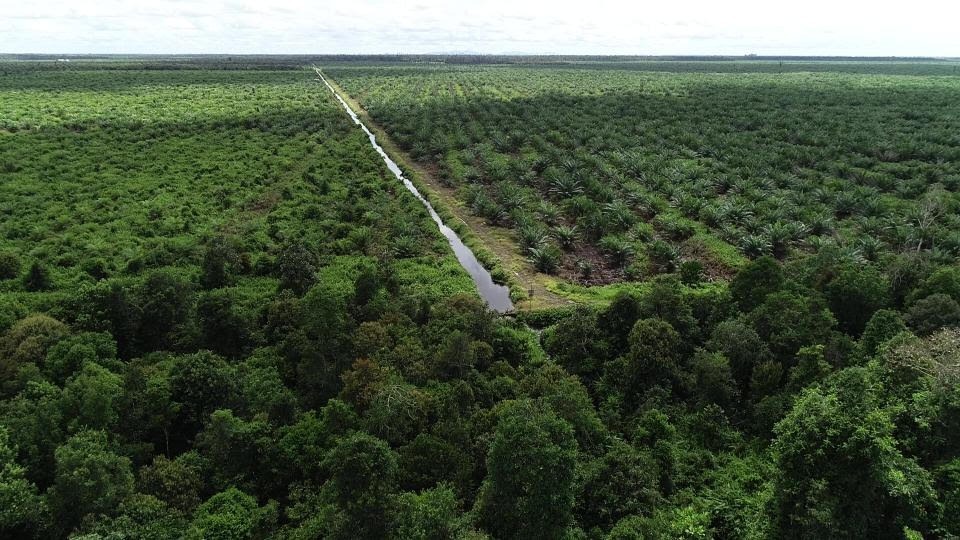 Hutan Papua, Hutan Terbesar Yang Ada Di Indonesia