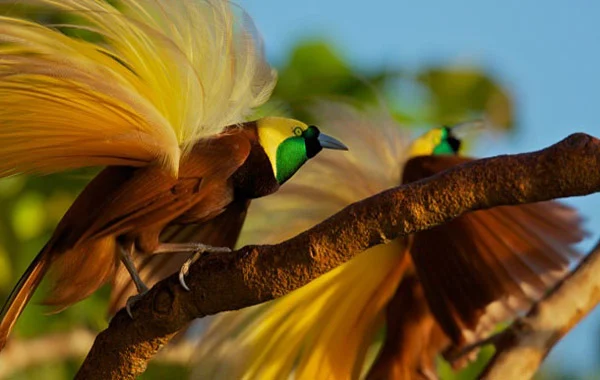 Mengenal Hewan-Hewan Langka Yang Ada Di Papua
