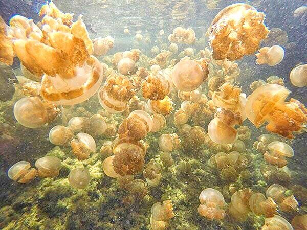 Ada beberapa danau ubur-ubur tanpa sengatan di pulau Misool, saat ini hanya dua lokasi yang diizinkan diekspolor yaitu Danau Ubur-ubur Lenmakana dan Danau Ubur-ubur Tomolol.



Artikel ini telah tayang di Tribunsorong.com dengan judul Menyelami Pesona Danau Ubur-Ubur Tanpa Sengatan di Lenmakana Misool Selatan Raja Ampat, https://sorong.tribunnews.com/2024/01/11/menyelami-pesona-danau-ubur-ubur-tanpa-sengatan-di-lenmakana-misool-selatan-raja-ampat.
Penulis: Willem Oscar Makatita | Editor: Ilma De Sabrini