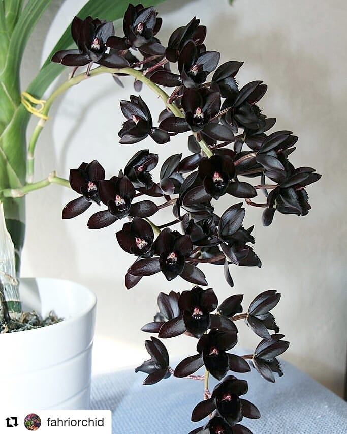 Yuk Mengenal Tentang Bunga Eukaliptus Yang Ada Di Papua