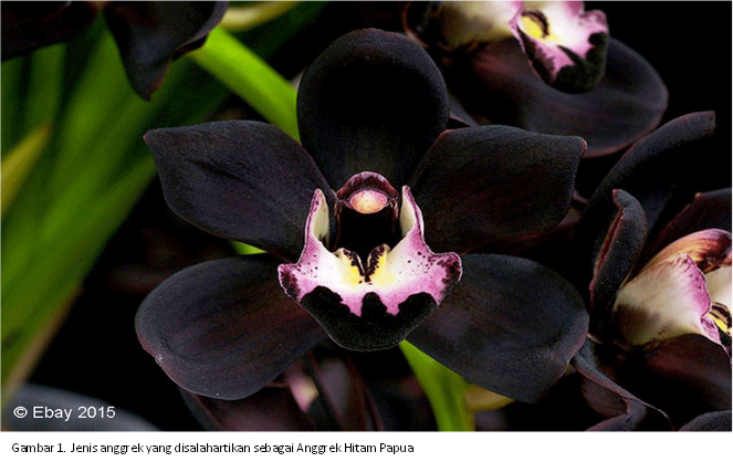 Yuk Mengenal Tentang Bunga Eukaliptus Yang Ada Di Papua