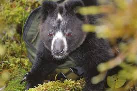 Ayo Mengenal Tentang Hewan Dingiso Yang Ada Di Papua