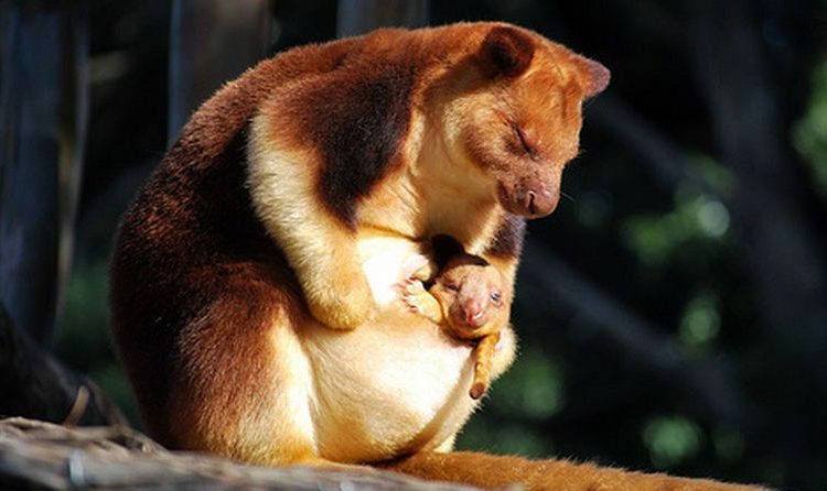 Ayo Mengenal Tentang Hewan Dingiso Yang Ada Di Papua