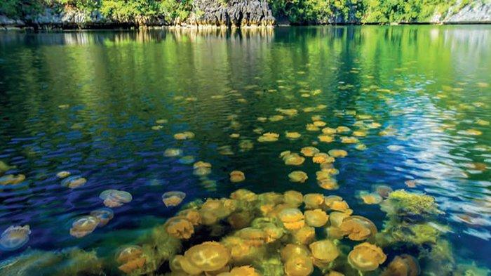 Menjelajahi Keindahan Tempat wisata Danau Ubur-Ubur