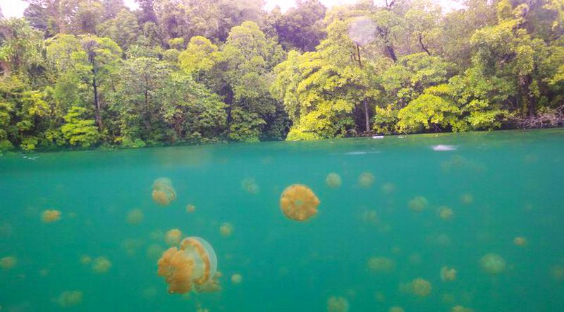 Menjelajahi Keindahan Tempat wisata Danau Ubur-Ubur