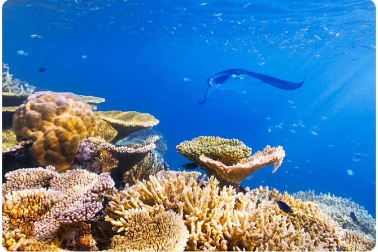 6 Keunikan Yang Dimiliki Oleh Manta Point Di Raja Ampat