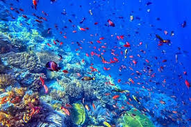 Raja Ampat Surga Dunia Petualangan Bawah Laut Di Papua