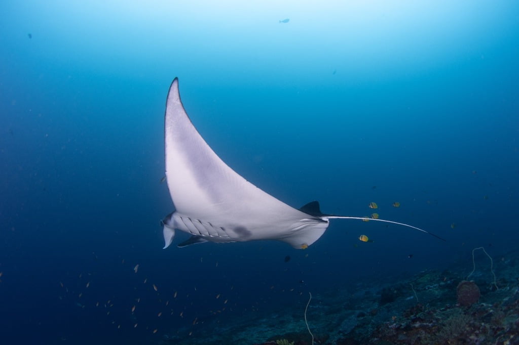 Informasi Tentang Tempat Wisata Manta Point