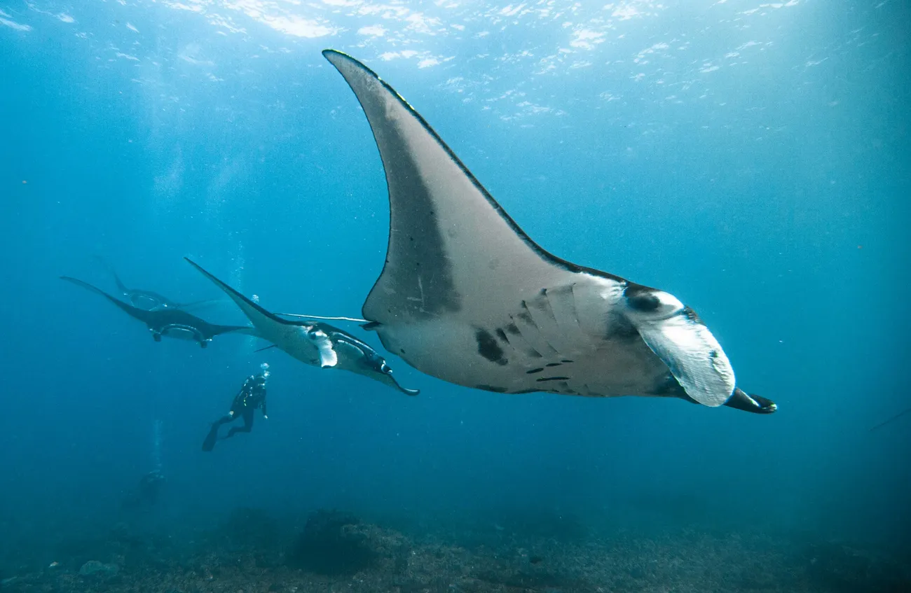 Melihat Pari Secara Jelas Di Manta Point Raja Ampat