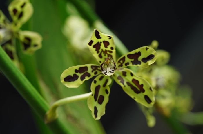 Mengenal 5 Flora Yang Unik Di Papua