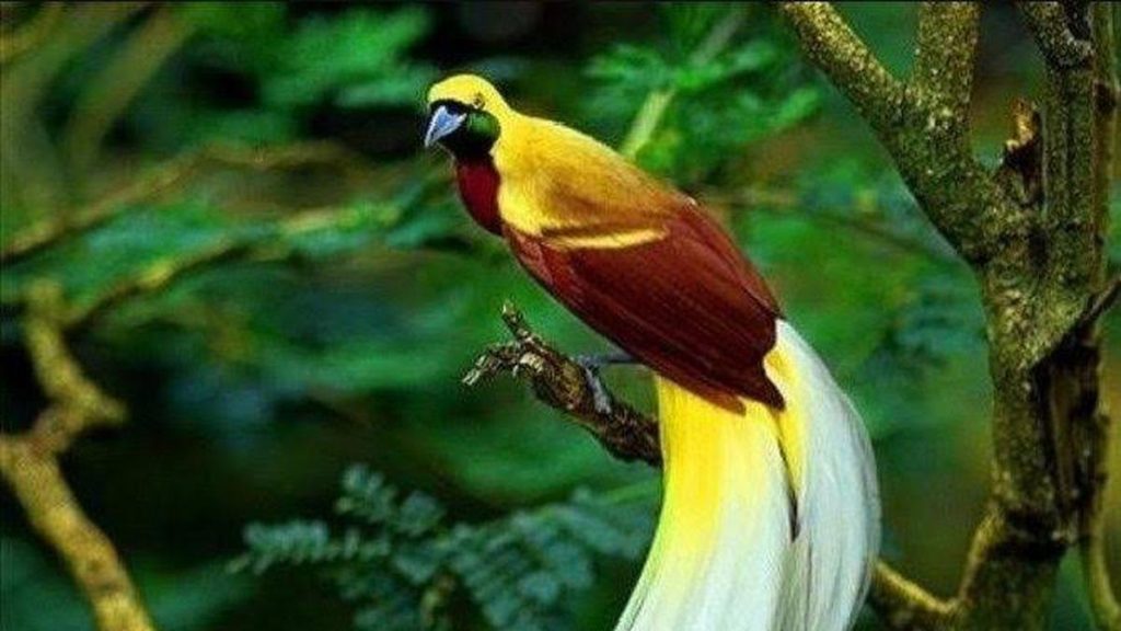 Melihat Burung Cenderawasih Di Papua